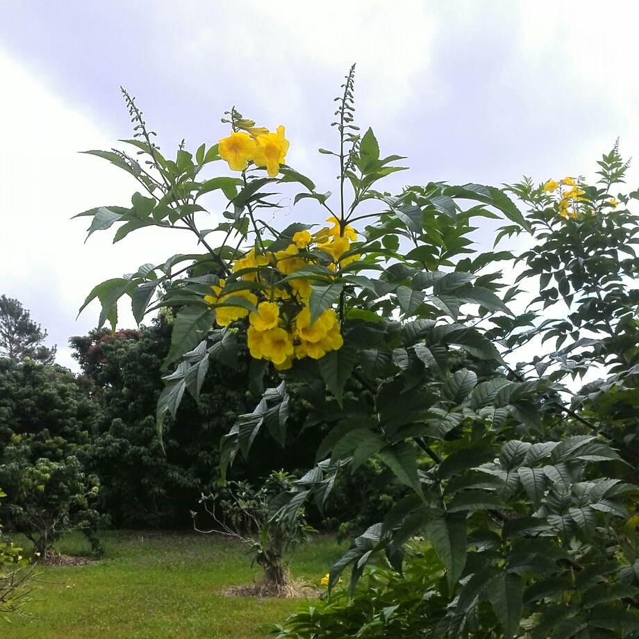 Yellow Trumpetbush in the GardenTags plant encyclopedia