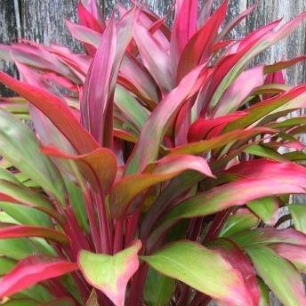 Hawaiian Ti in the GardenTags plant encyclopedia