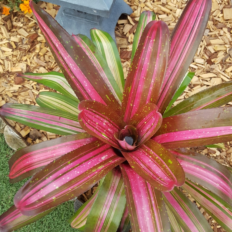 Neoregelia Enchantment Verigated in the GardenTags plant encyclopedia