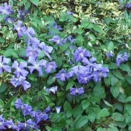 Clematis Olgae in the GardenTags plant encyclopedia