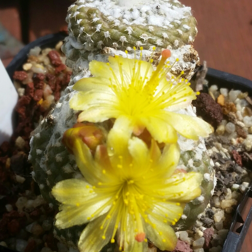 Copiapoa Laui in the GardenTags plant encyclopedia