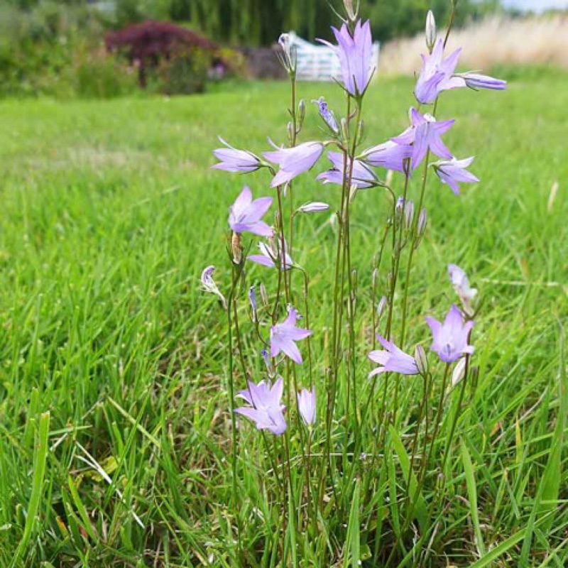 Rampion Bellflower in the GardenTags plant encyclopedia