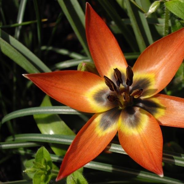 Tulip (Species) Low-growing Tulip Little Princess in the GardenTags plant encyclopedia