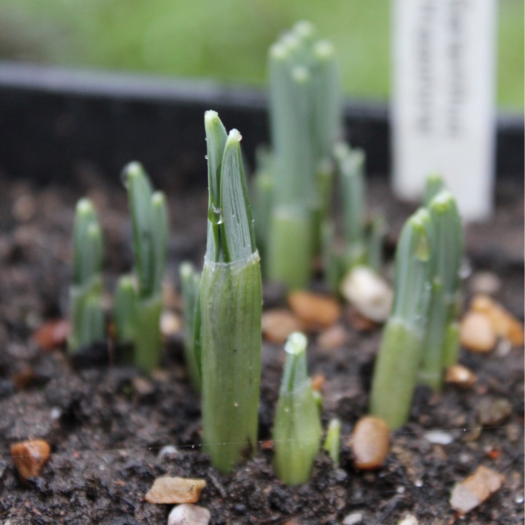 Snowdrop Hippolyta in the GardenTags plant encyclopedia