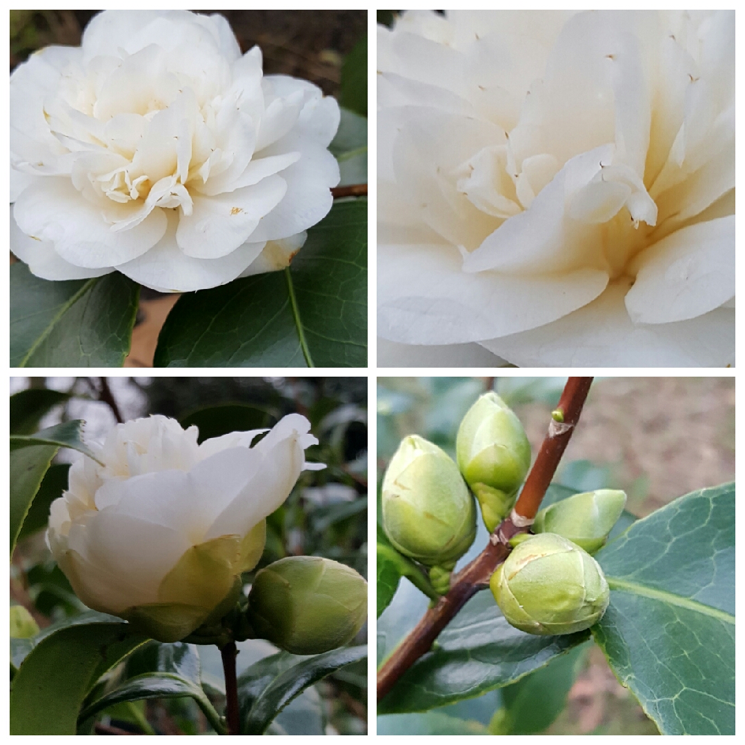 Camellia Nobilissima in the GardenTags plant encyclopedia