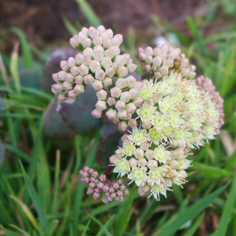 Hylotelephium Hab Gray in the GardenTags plant encyclopedia