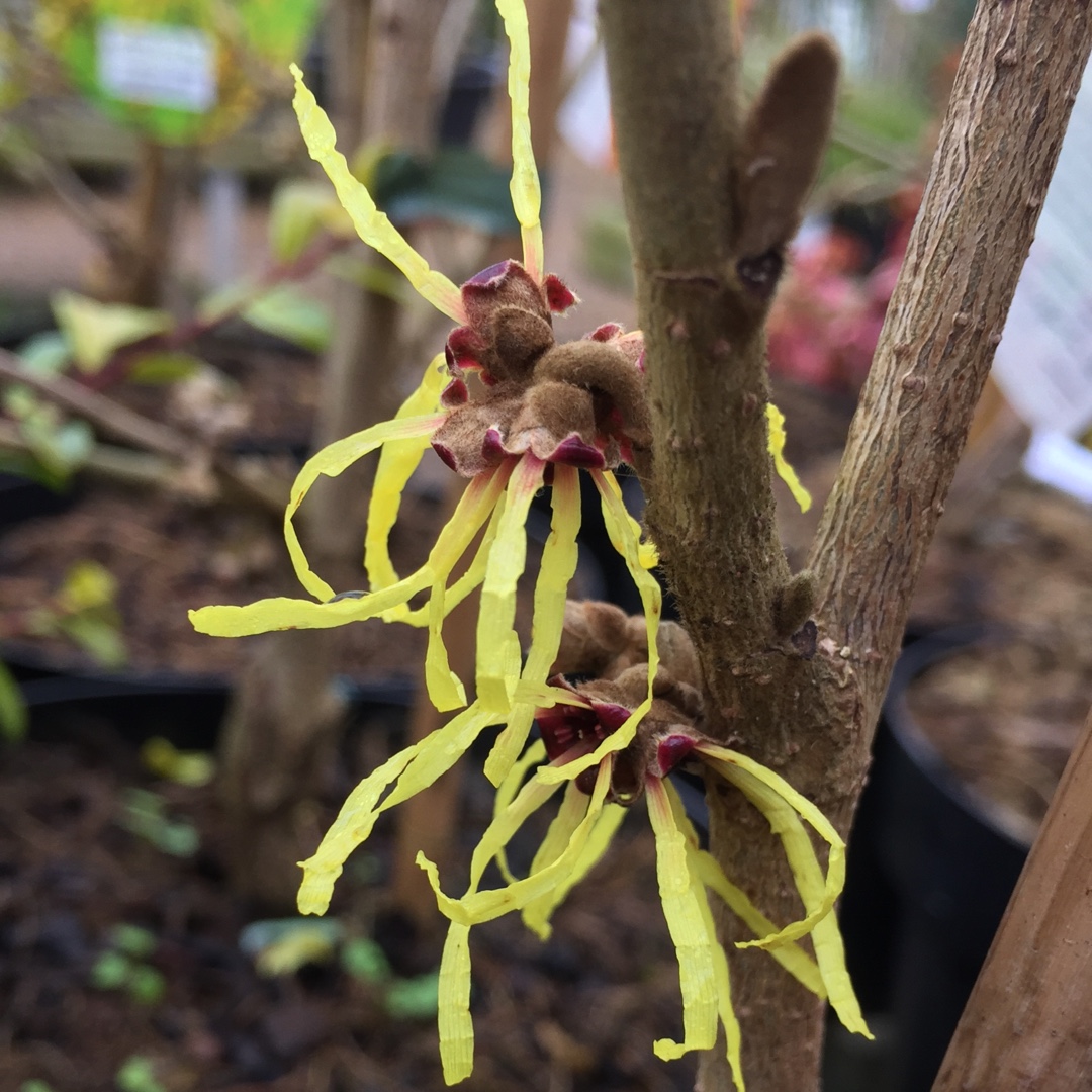 Witch Hazel Pallida in the GardenTags plant encyclopedia