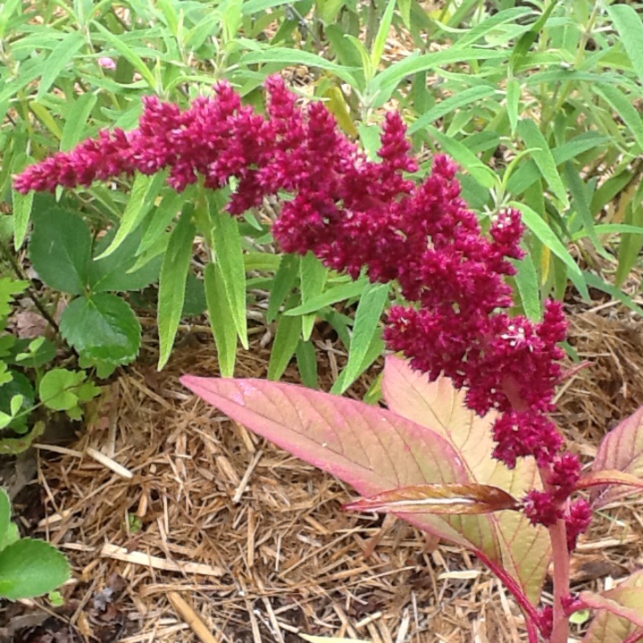 Amaranth in the GardenTags plant encyclopedia