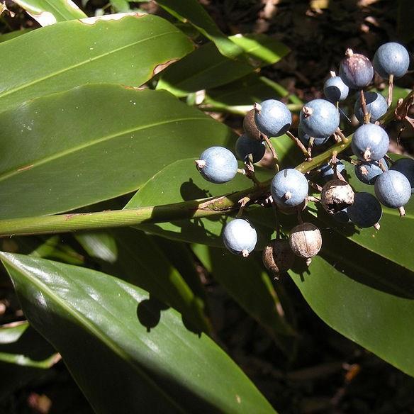 Native Ginger in the GardenTags plant encyclopedia