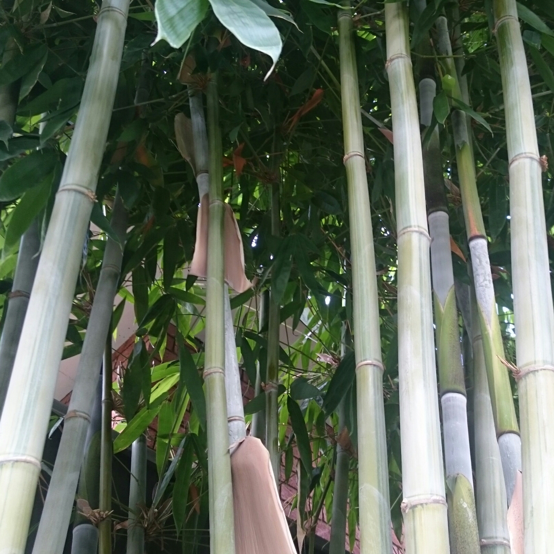 Ghost Bamboo in the GardenTags plant encyclopedia