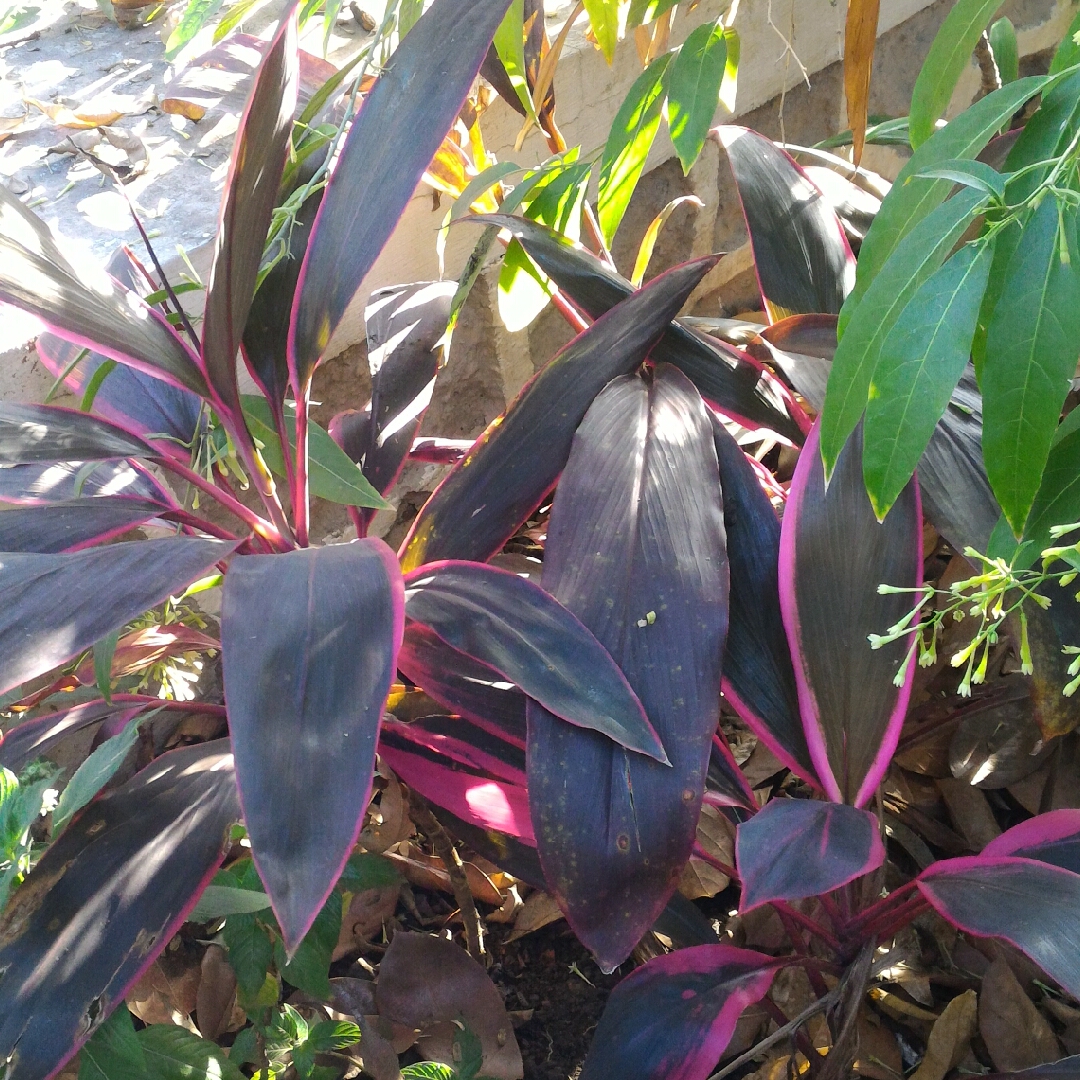 Hawaiian Ti Plant Red Tips in the GardenTags plant encyclopedia