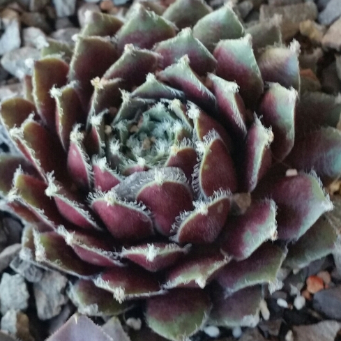 Sempervivum Raspberry Ice in the GardenTags plant encyclopedia