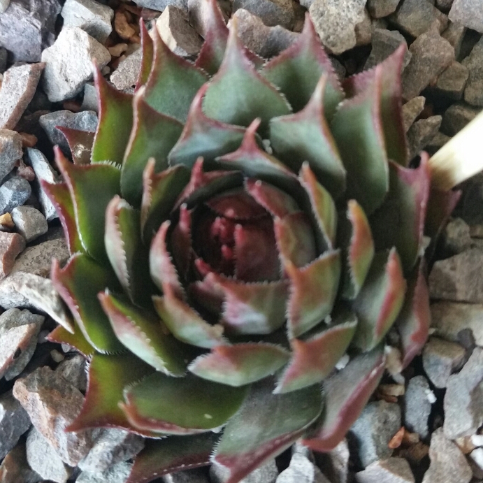 Sempervivum Berwick Red in the GardenTags plant encyclopedia