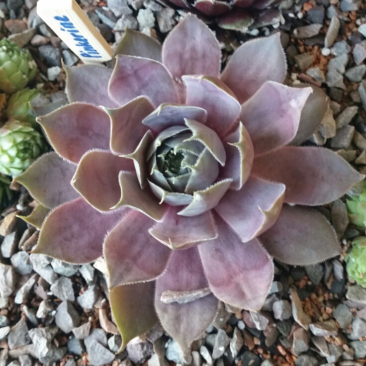 Sempervivum Pinkerine in the GardenTags plant encyclopedia