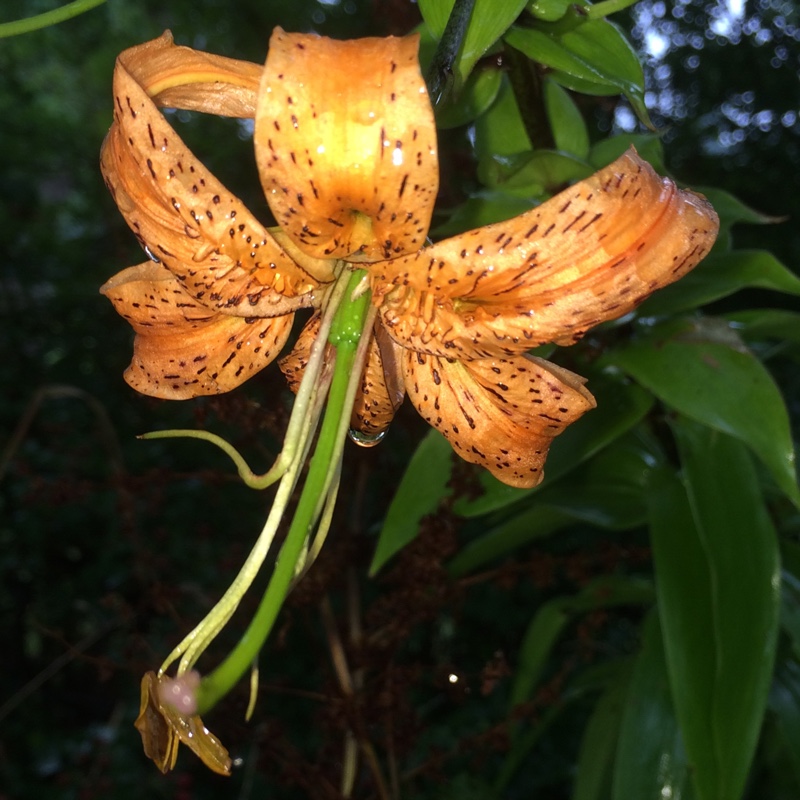 Lily (Species) Henrys Lily in the GardenTags plant encyclopedia