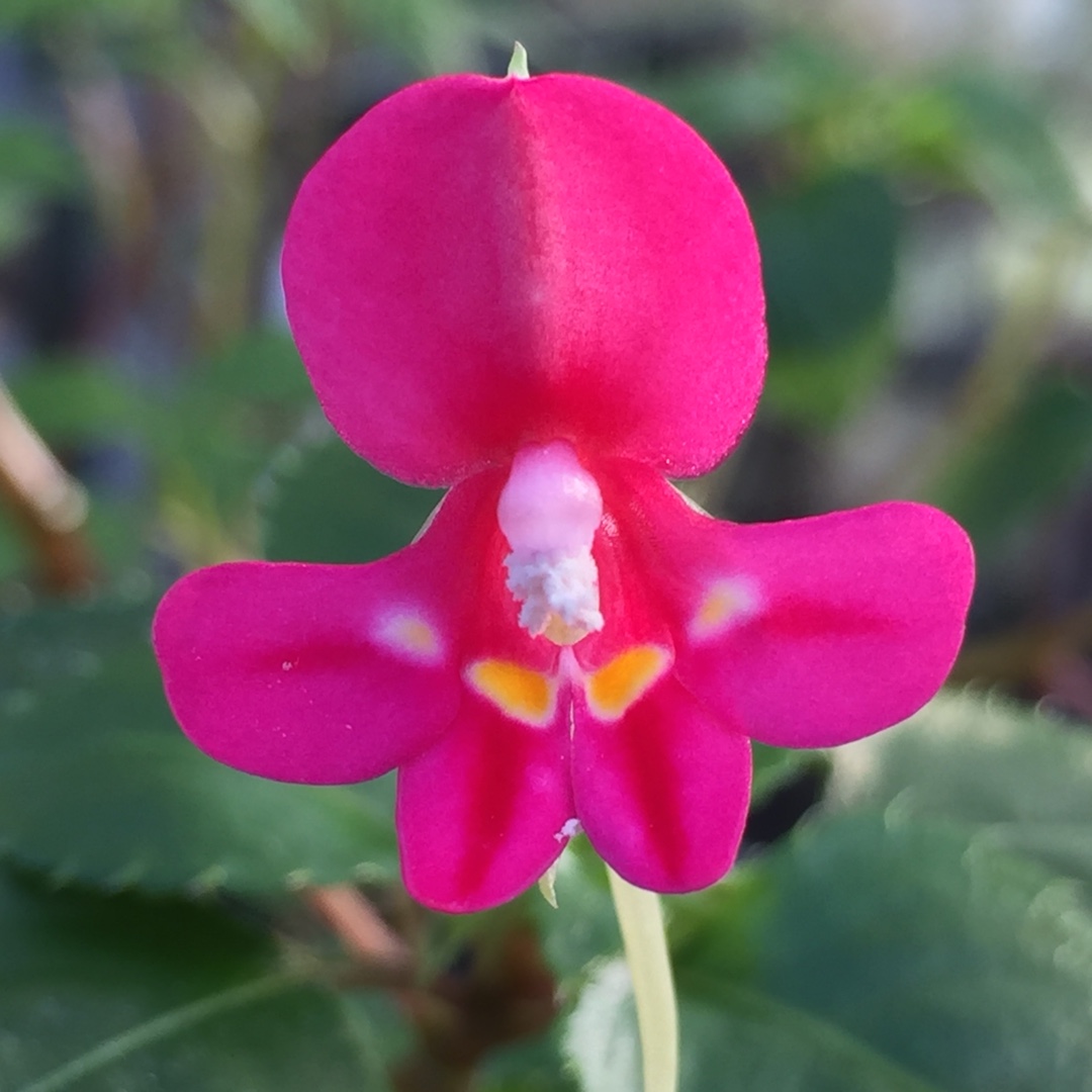 Impatiens Kilimanjaro in the GardenTags plant encyclopedia