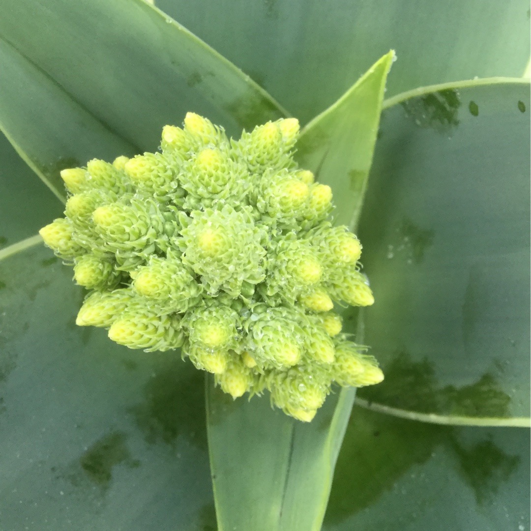 Coral Aloe in the GardenTags plant encyclopedia