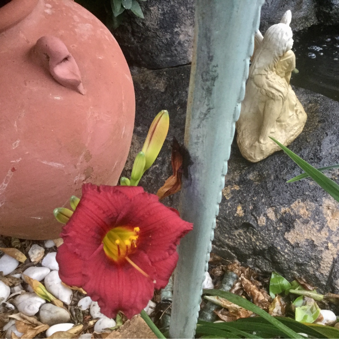 Daylily Cranberry Baby in the GardenTags plant encyclopedia