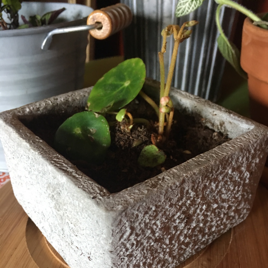 Begonia zip in the GardenTags plant encyclopedia