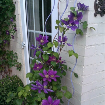 Clematis Chevalier in the GardenTags plant encyclopedia