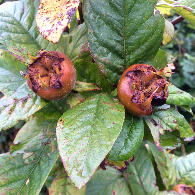 Nottingham Medlar in the GardenTags plant encyclopedia