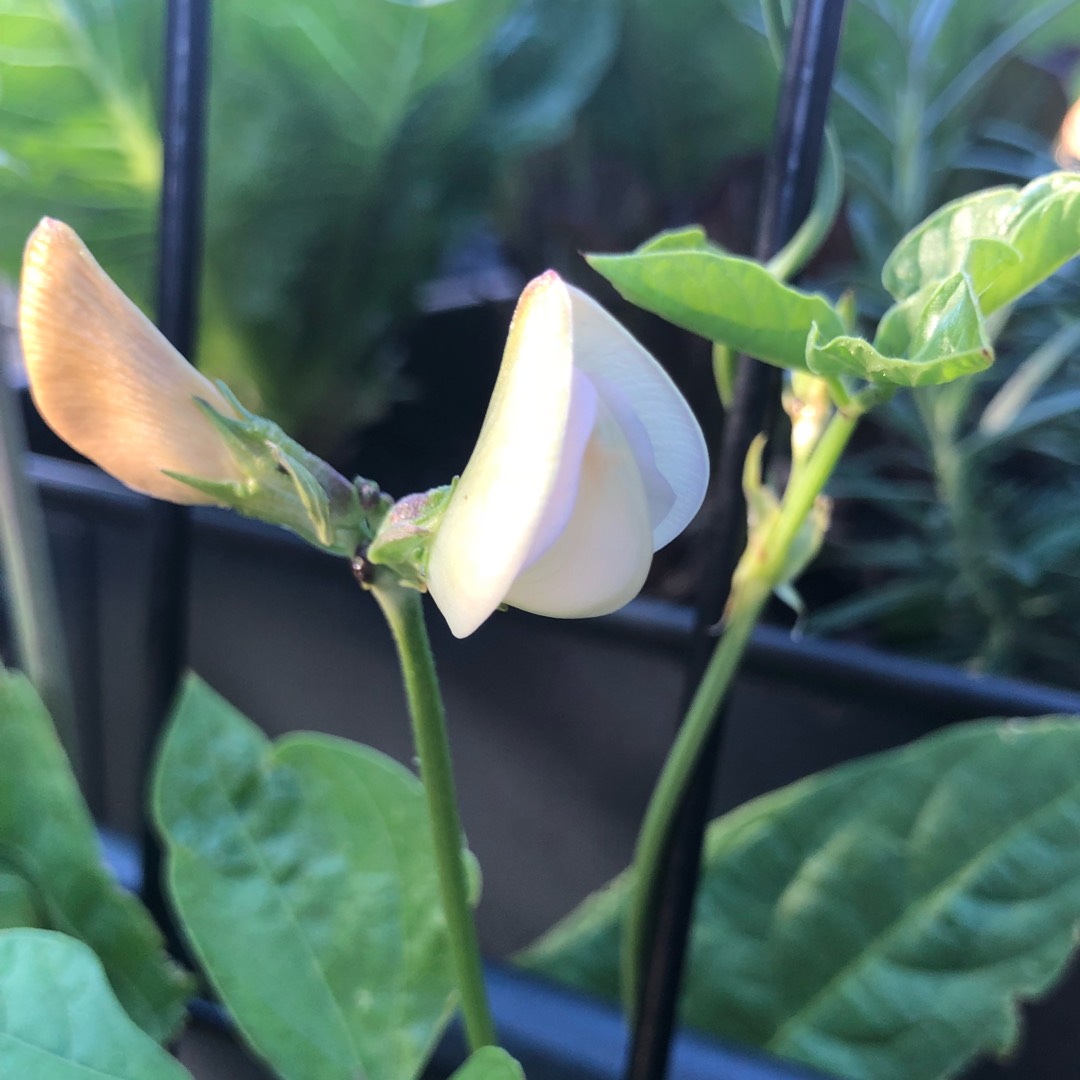 Chinese Bean in the GardenTags plant encyclopedia