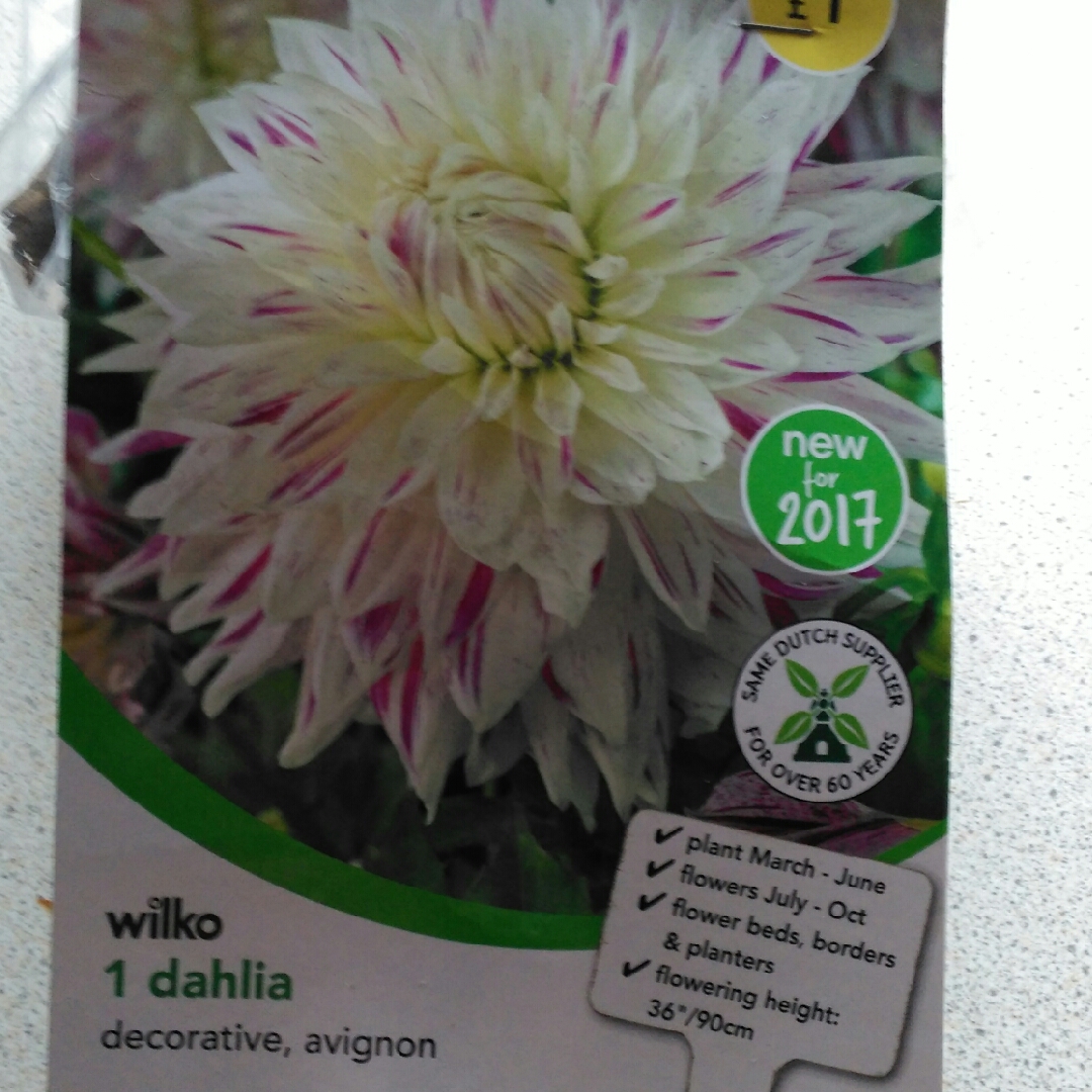 Dahlia Avignon (Decorative) in the GardenTags plant encyclopedia