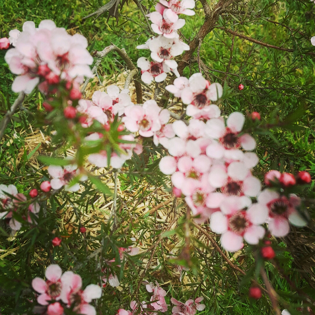 New Zealand Tea Tree Pink Cascade in the GardenTags plant encyclopedia