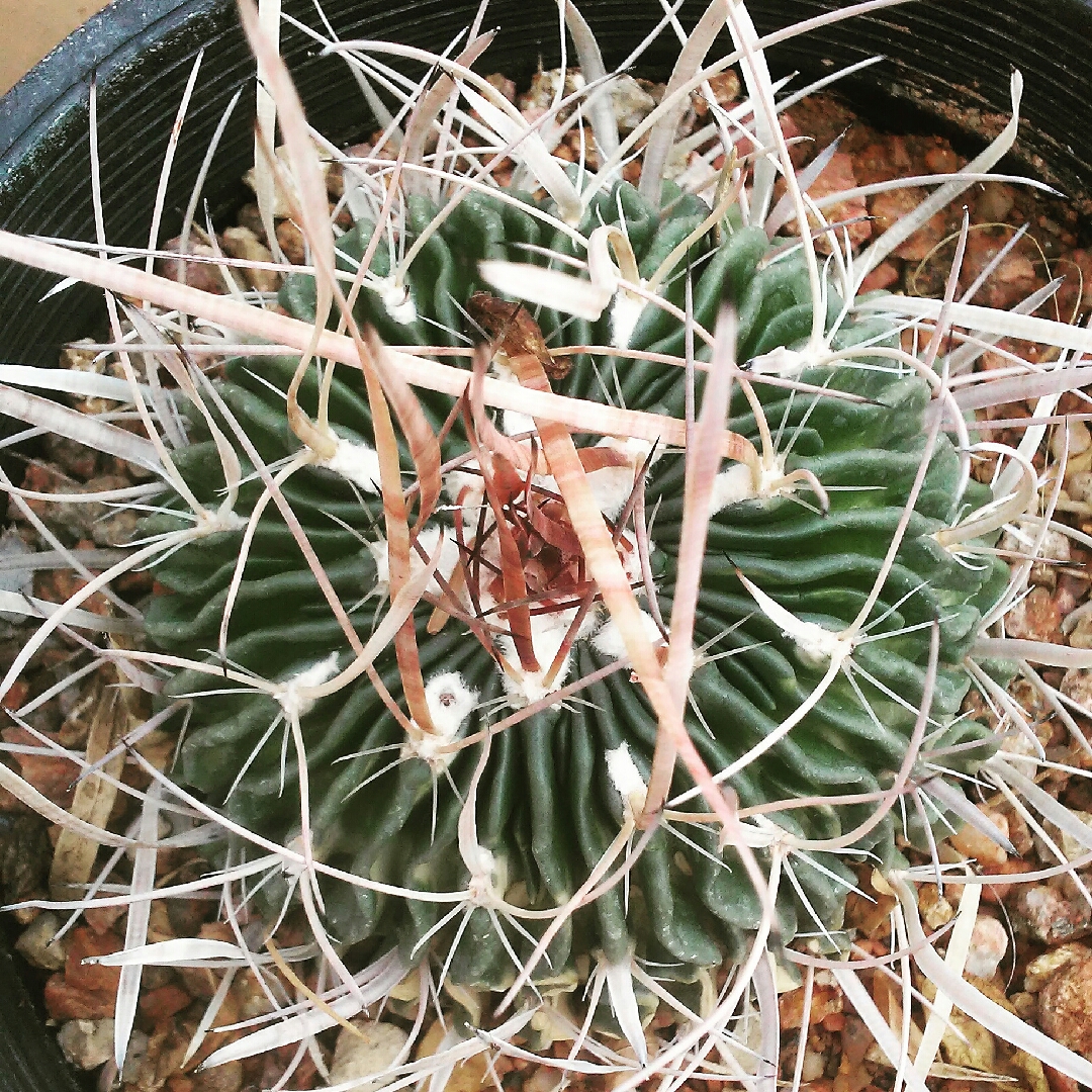 Brain Cactus in the GardenTags plant encyclopedia