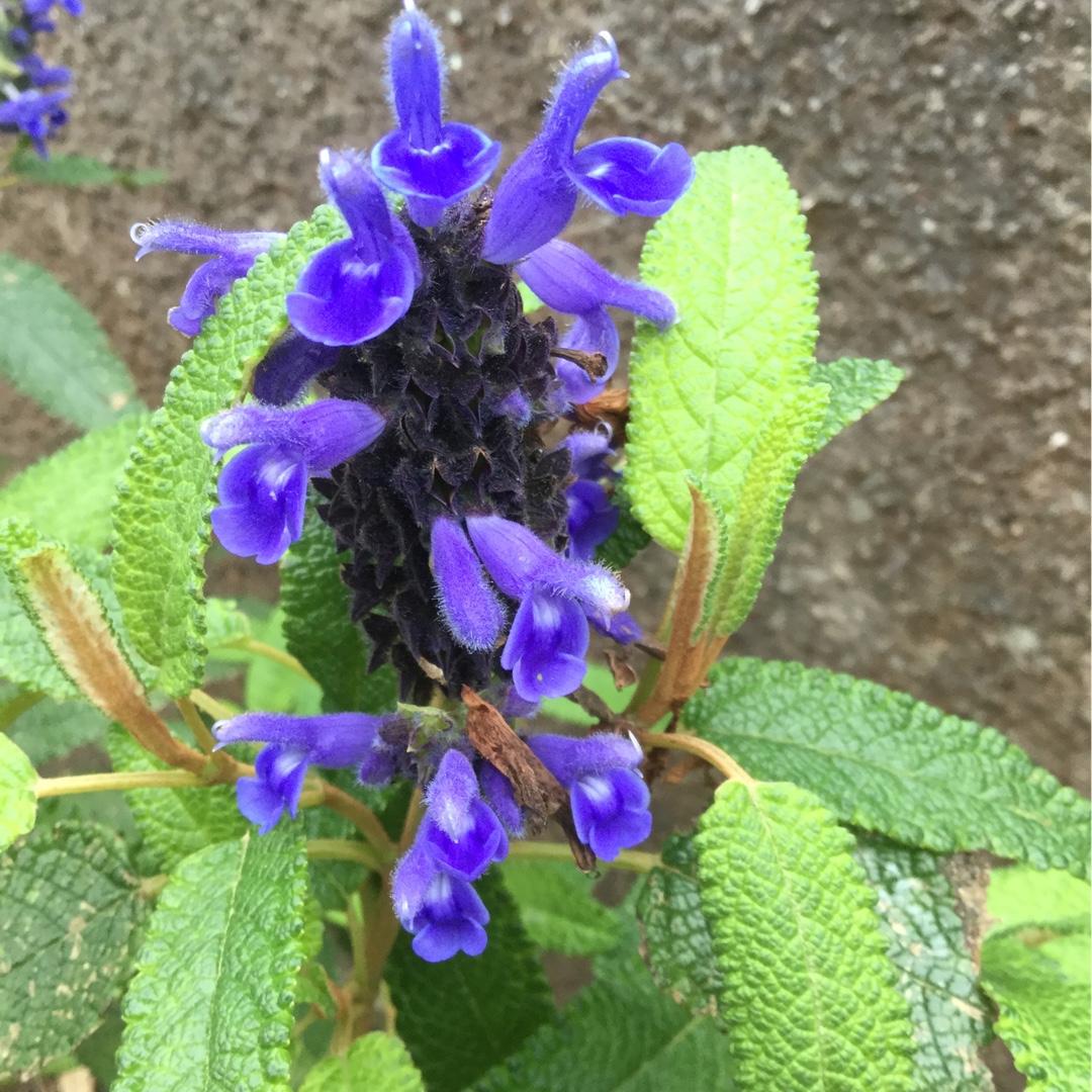 corrugata sage in the GardenTags plant encyclopedia