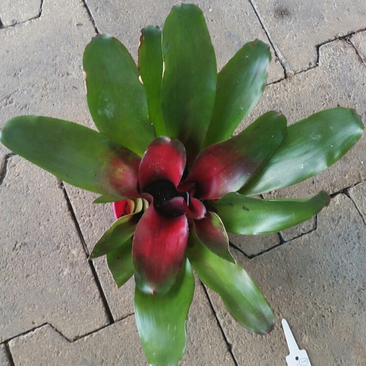 Neoregelia Fall in Love in the GardenTags plant encyclopedia