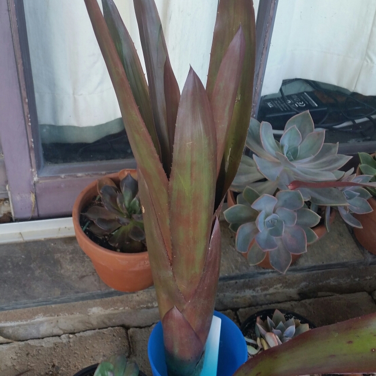 Bromeliad Purple Gem in the GardenTags plant encyclopedia