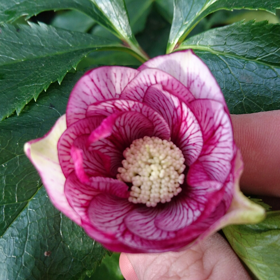 Hellebore SP Rachel in the GardenTags plant encyclopedia