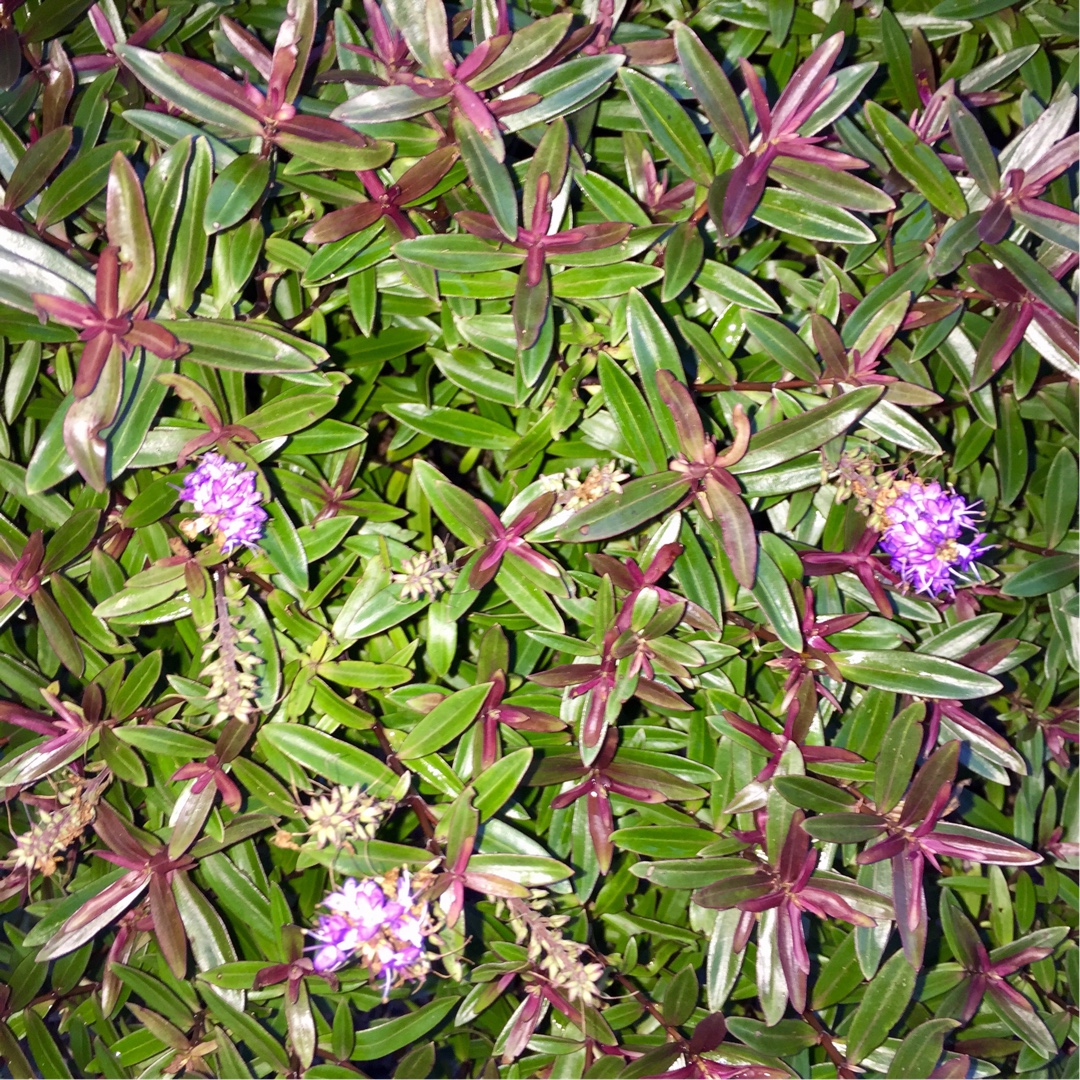 Shrubby Veronica Mrs Winder in the GardenTags plant encyclopedia