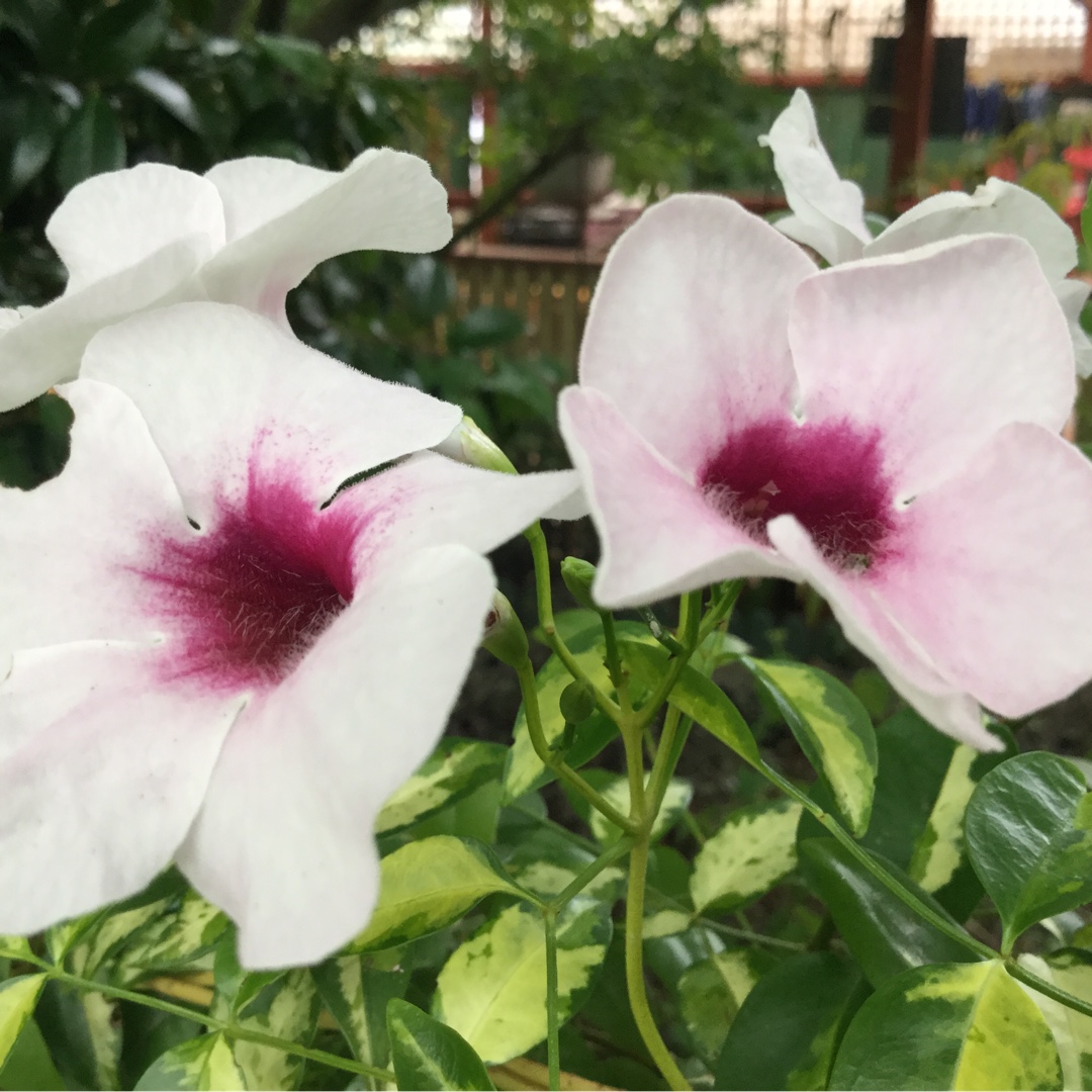 Bower Vine Wendy in the GardenTags plant encyclopedia