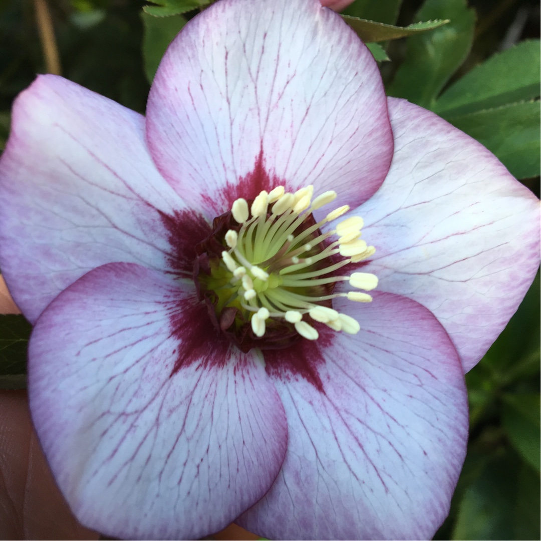 Hellebore Painted Bunting in the GardenTags plant encyclopedia