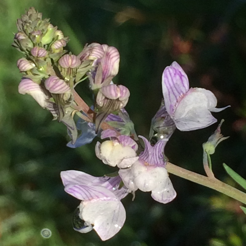 Toadflax Yuppie Surprise in the GardenTags plant encyclopedia