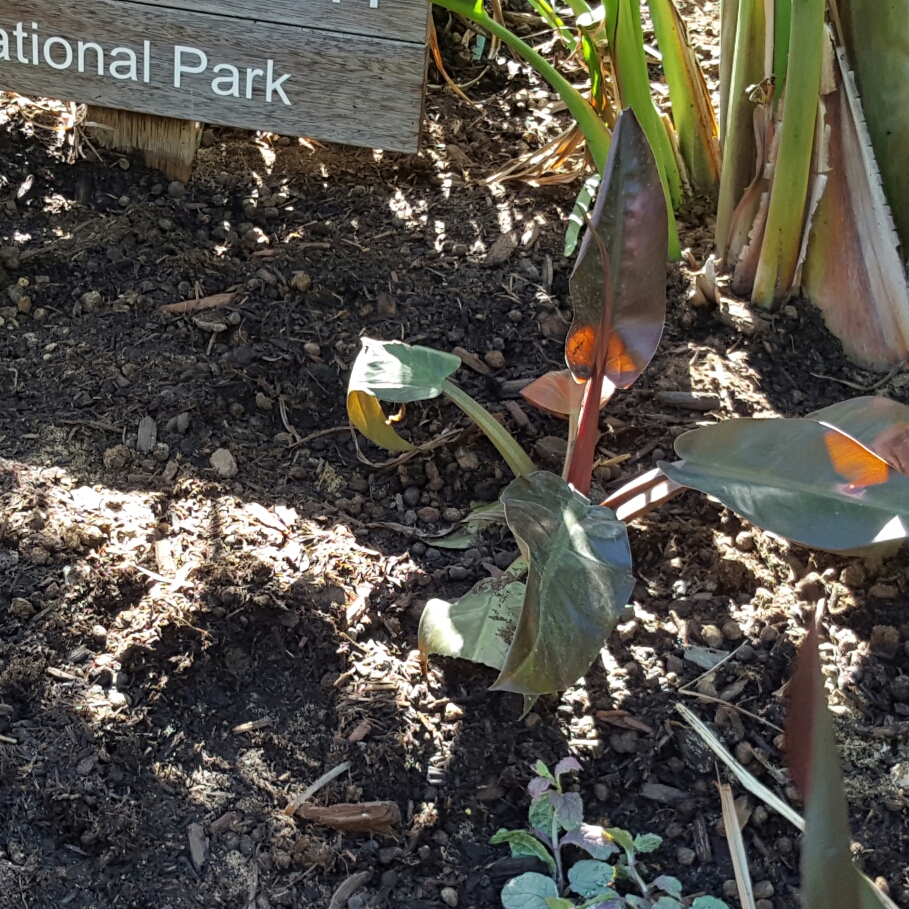 Philodendron Emperor Red in the GardenTags plant encyclopedia