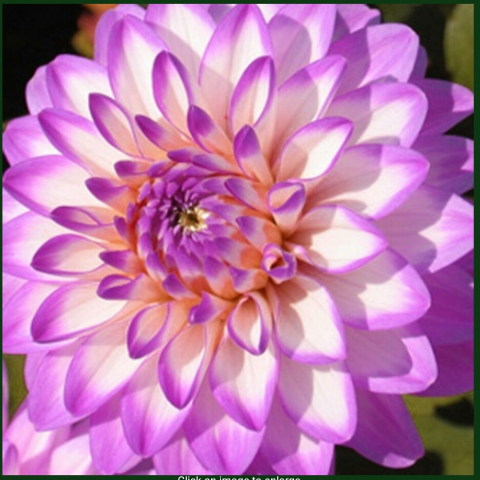 Dahlia Melody Dixie in the GardenTags plant encyclopedia