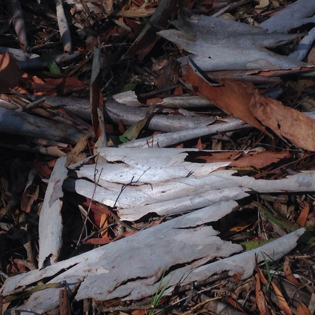 Corymbia aparrerinja syn. Eucalyptus papuana var. aparrerinja, Ghost ...