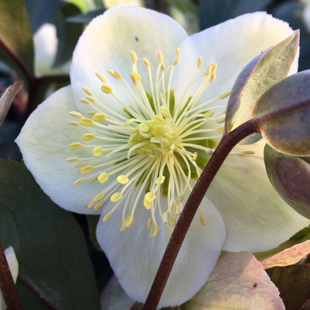 Hellebore HGC Silvermoon in the GardenTags plant encyclopedia