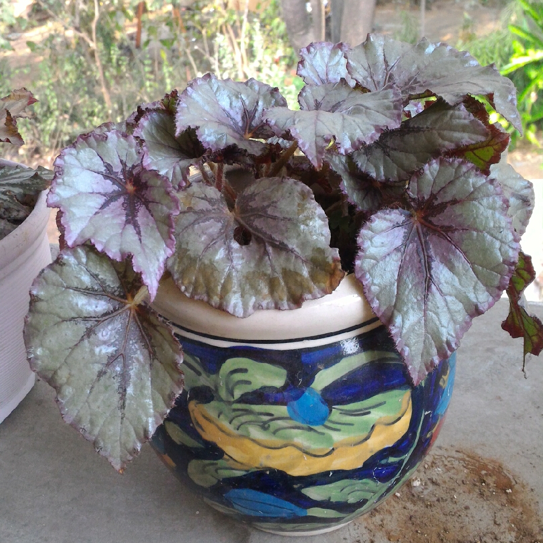 Rex Begonia Fairy in the GardenTags plant encyclopedia