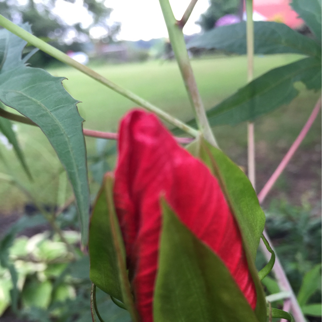 Rose Mallow hibiscus Red River in the GardenTags plant encyclopedia