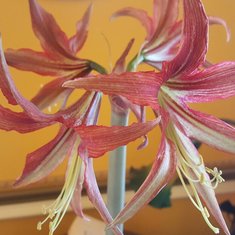 Hippeastrum La Paz in the GardenTags plant encyclopedia