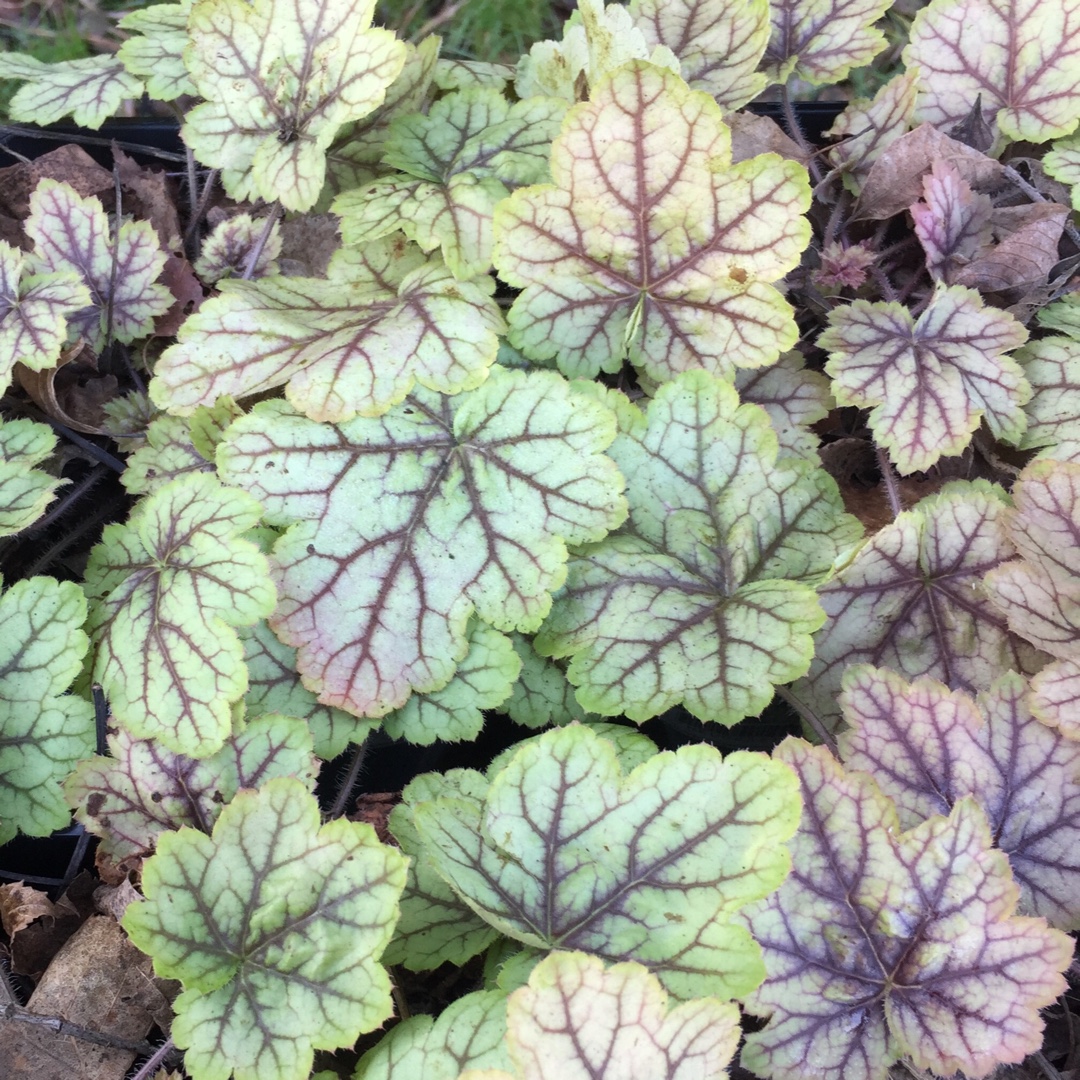 Alumroot Circus in the GardenTags plant encyclopedia