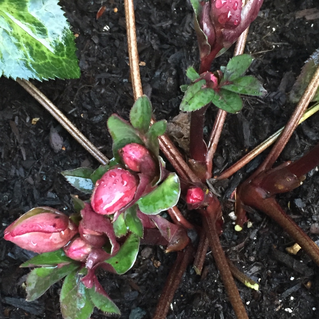 Hellebore Pippas Purple in the GardenTags plant encyclopedia