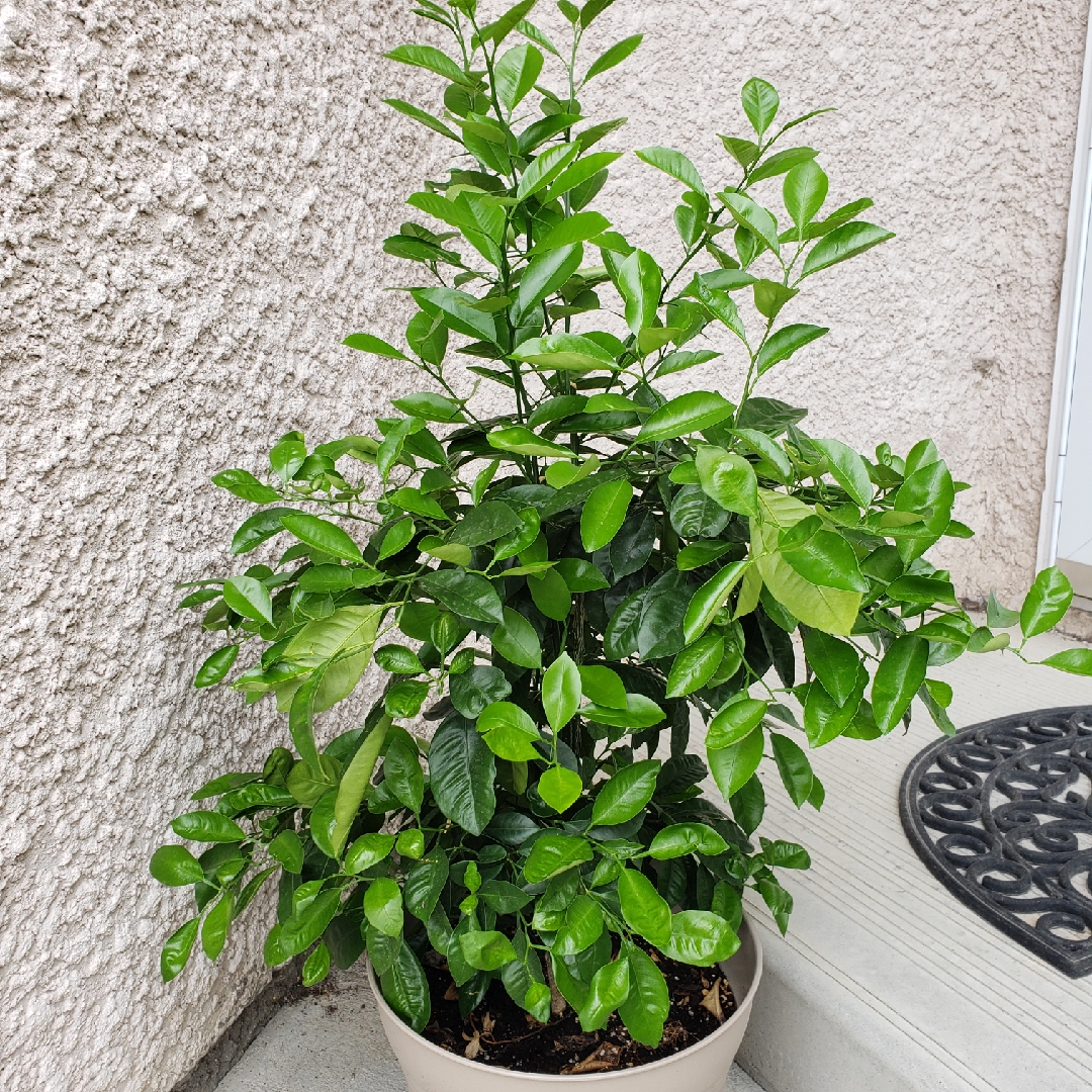 Grapefruit Tree in the GardenTags plant encyclopedia