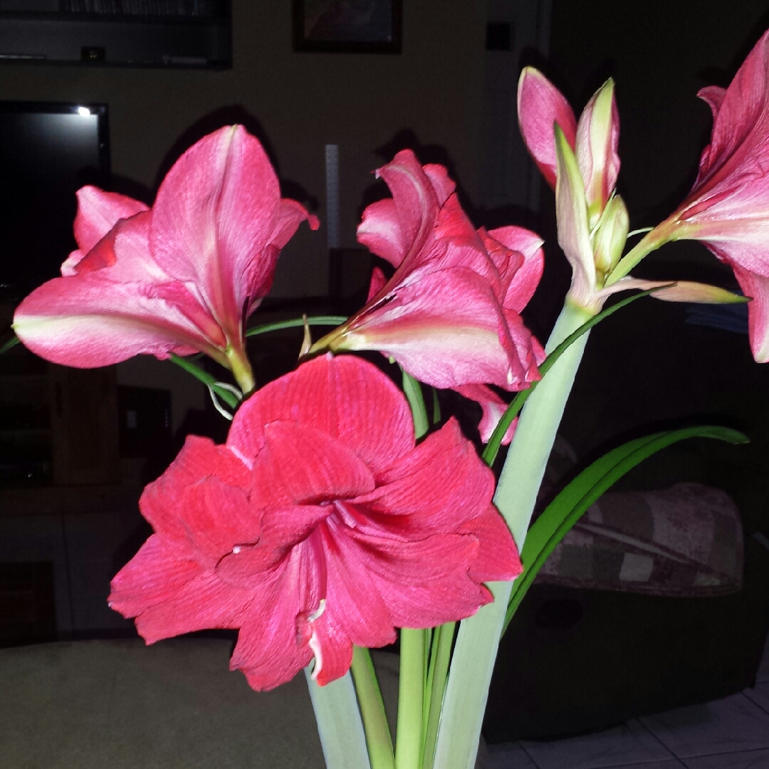 Hippeastrum Red Dragon in the GardenTags plant encyclopedia