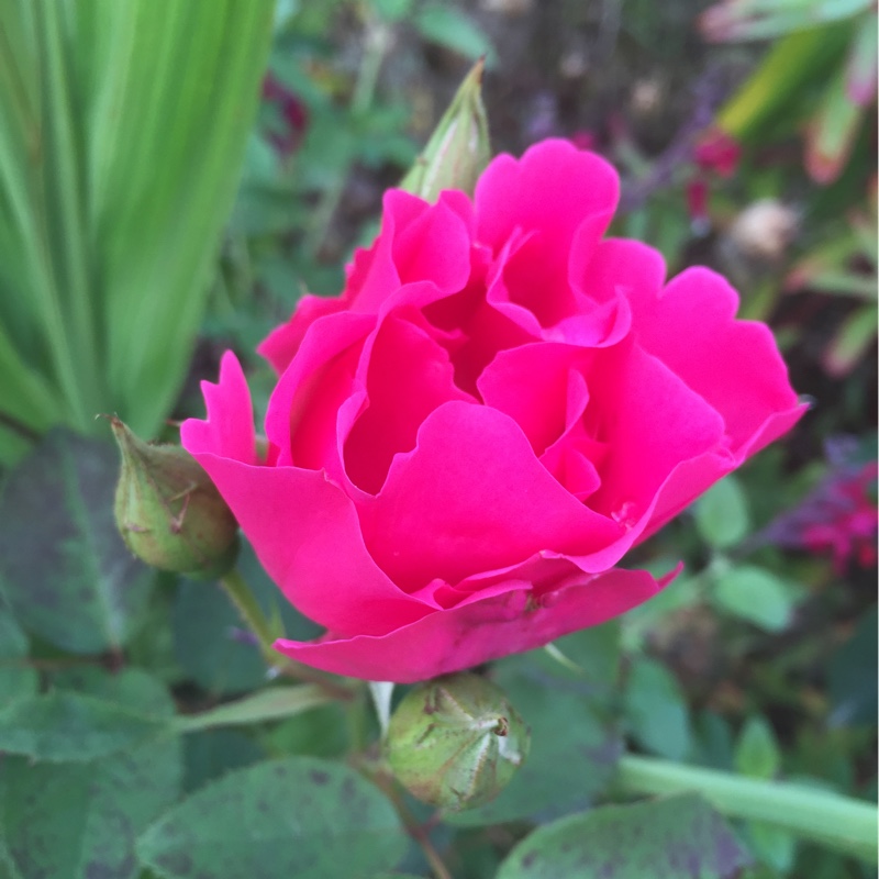 Rose Sir Clough in the GardenTags plant encyclopedia