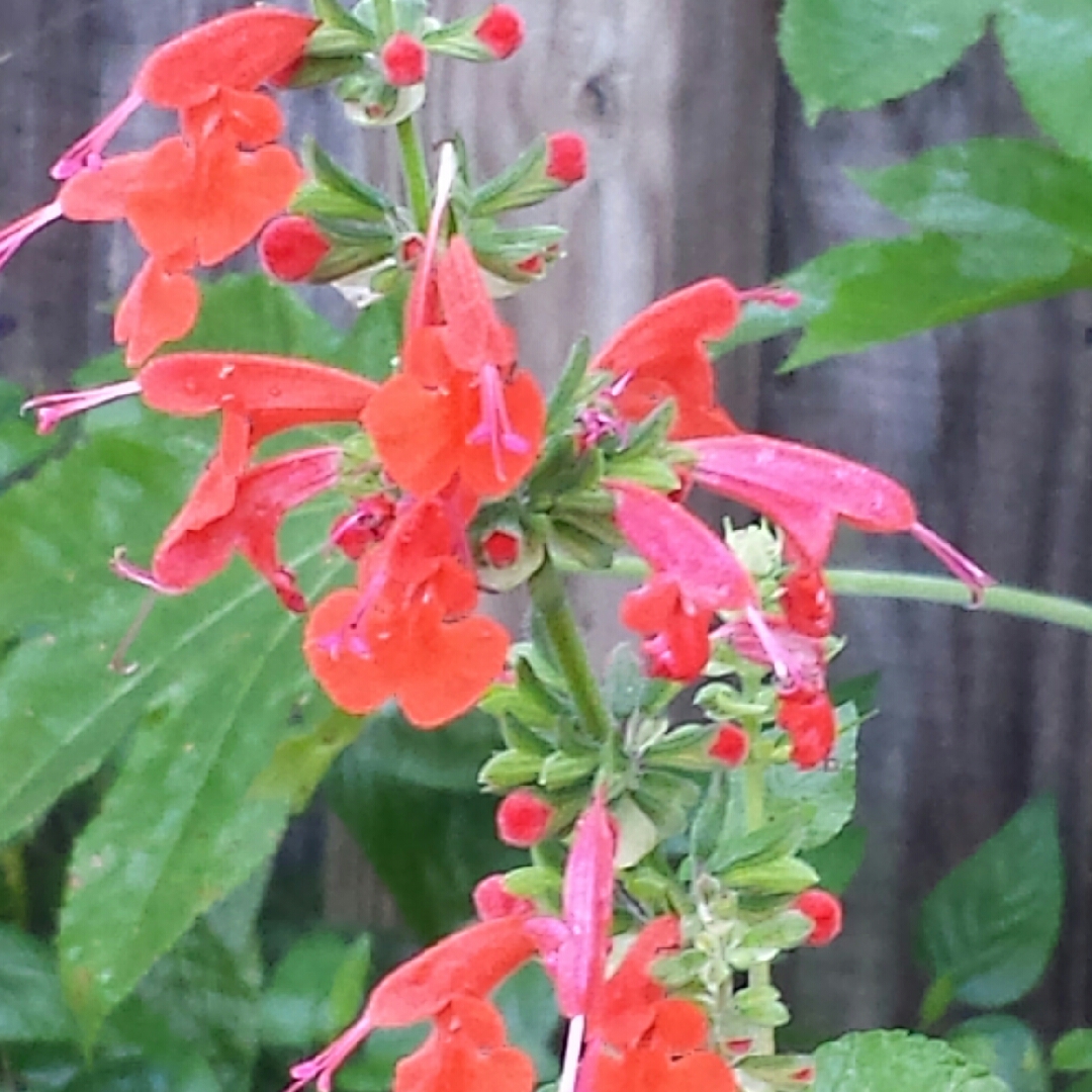 Tropical Sage in the GardenTags plant encyclopedia